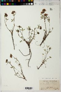 Trifolium oreganum image