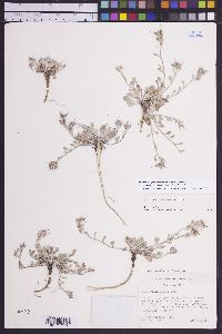 Physaria kingii subsp. latifolia image