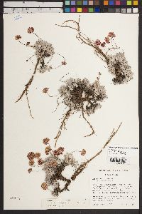 Eriogonum ovalifolium image