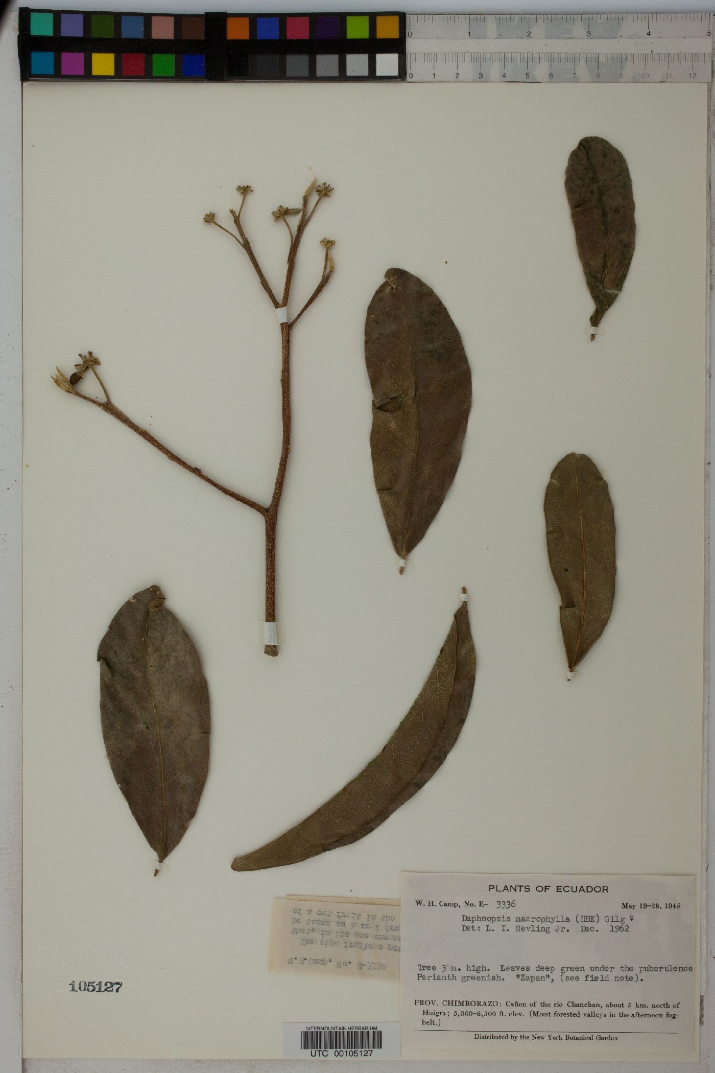 Daphnopsis macrophylla image