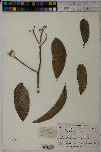 Image of Daphnopsis macrophylla