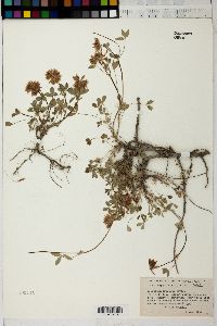 Trifolium oreganum image