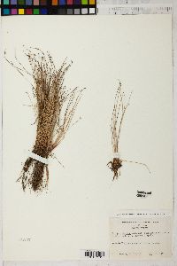 Isolepis cernua image