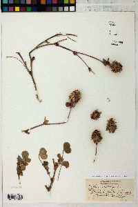 Trifolium scutatum image