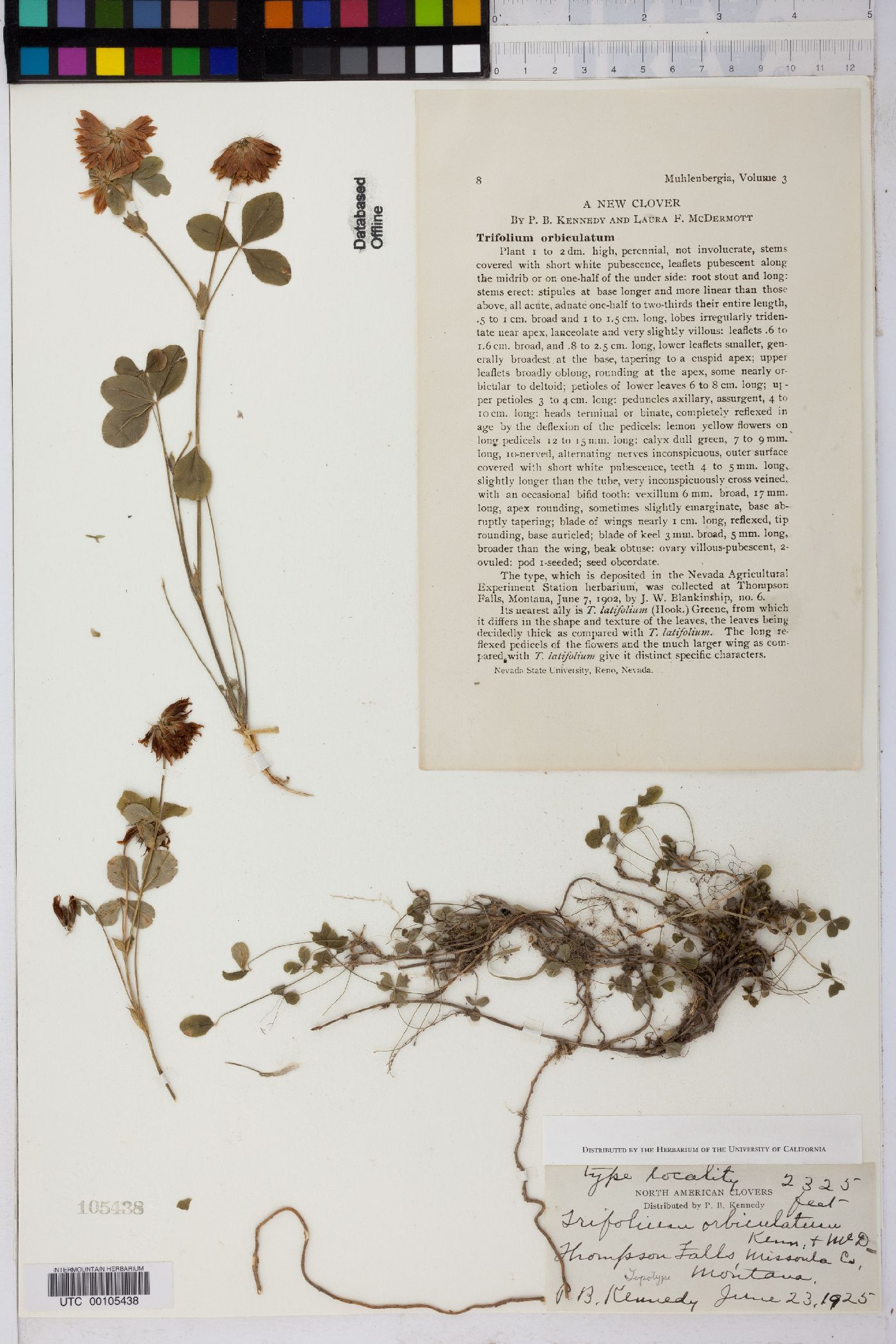 Trifolium orbiculatum image