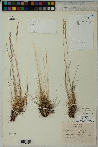 Festuca saximontana image