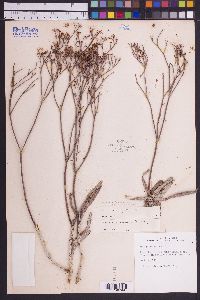 Eriogonum lonchophyllum image