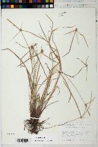 Cyperus hortensis image