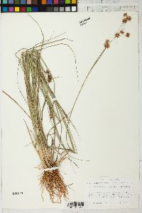 Rhynchospora cyperoides image