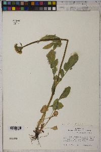 Valeriana occidentalis image