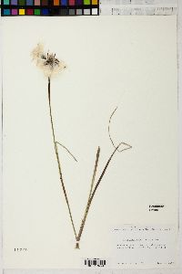 Eriophorum angustifolium image