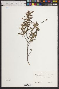 Myrica aspleniifolia image