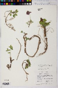 Trifolium brandegei image