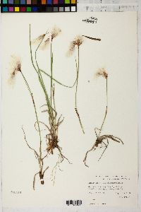 Eriophorum angustifolium image