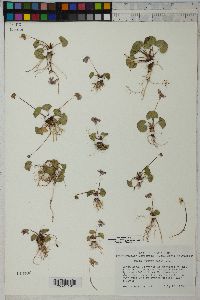 Viola nannei image