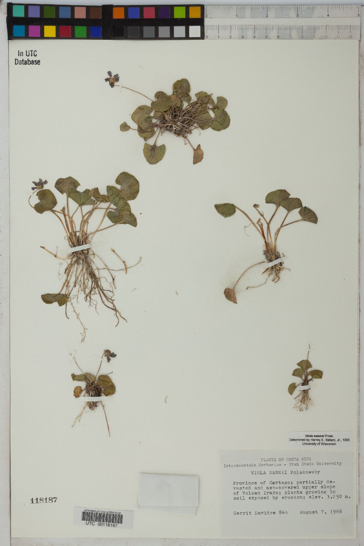 Viola nannei image