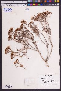 Eriogonum leptophyllum image