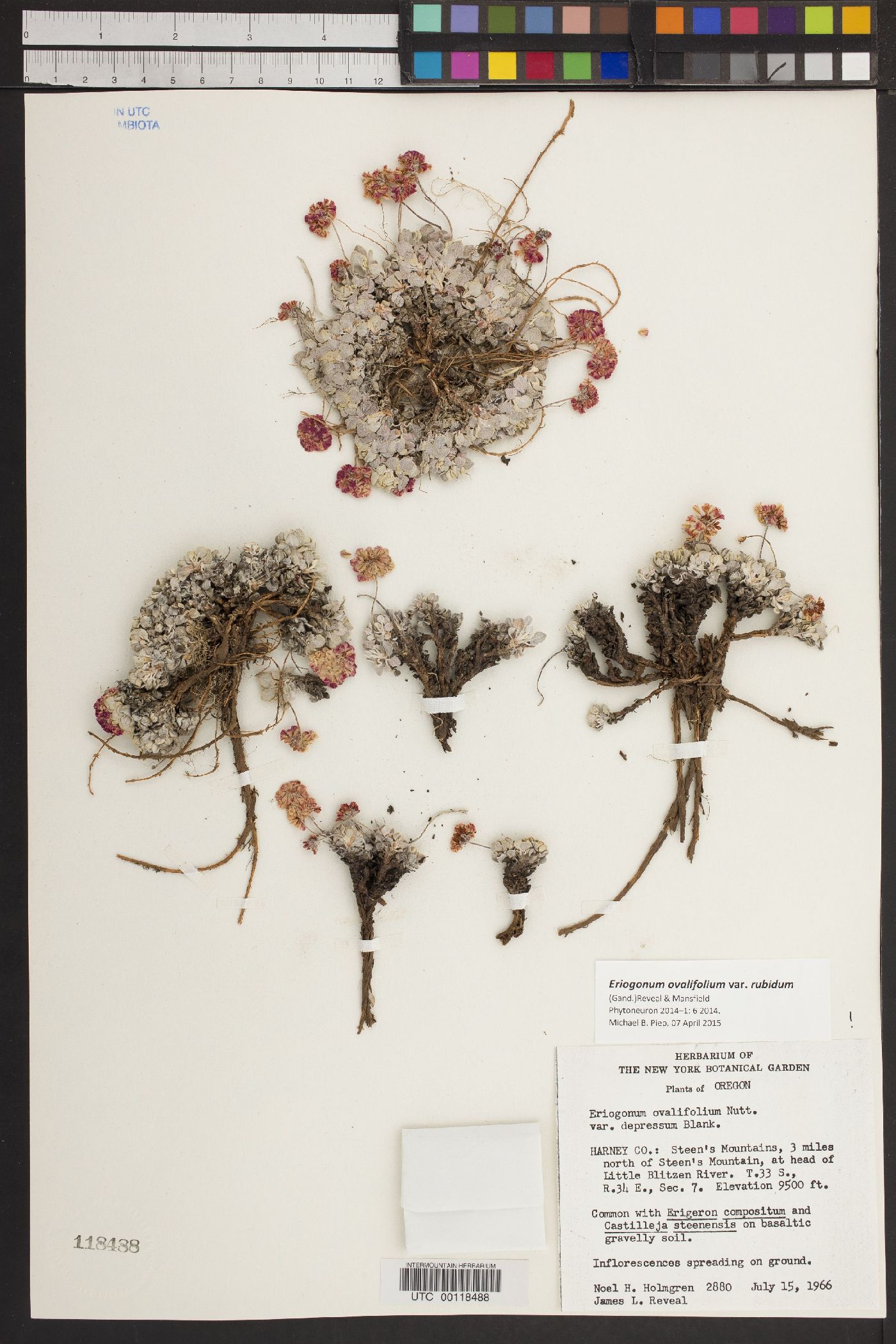 Eriogonum ovalifolium var. rubidum image