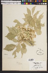 Fraxinus velutina image