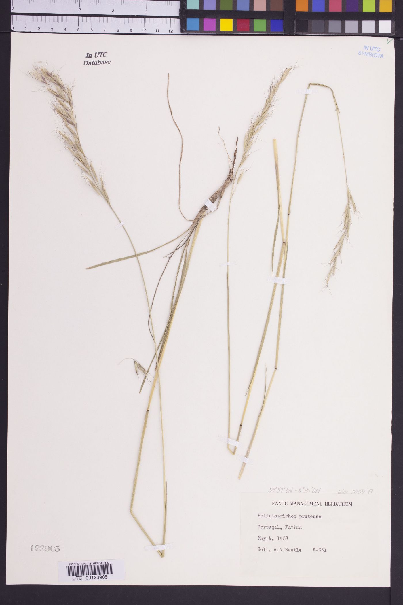 Helictotrichon pratense image