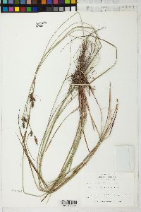 Carex complanata image