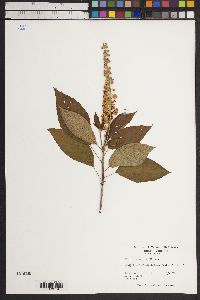 Clethra alnifolia image