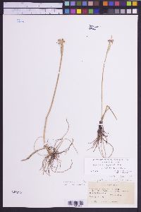 Olsynium douglasii var. inflatum image