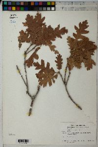 Quercus gambelii image