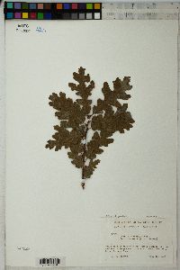 Quercus gambelii image