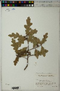 Quercus gambelii image