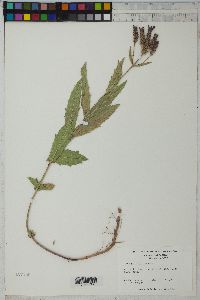 Verbena rigida image