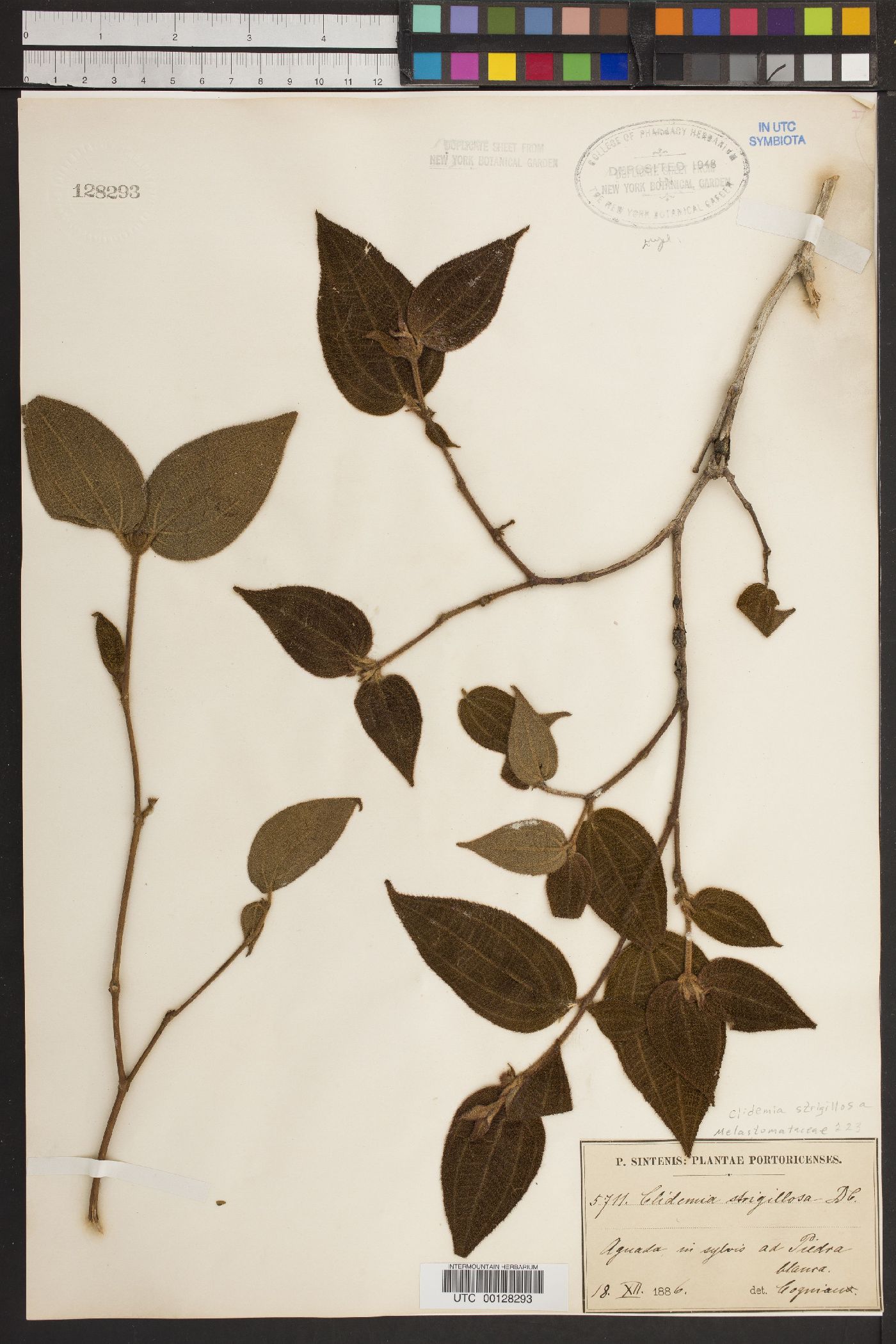 Clidemia strigillosa image
