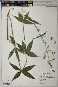 Silene stellata image