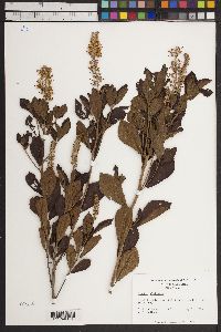 Clethra alnifolia image