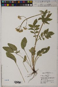 Valeriana occidentalis image