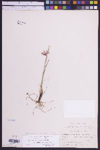 Olsynium douglasii var. inflatum image