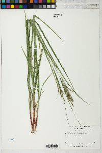 Carex virescens image