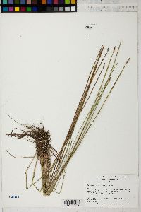 Eleocharis tricostata image