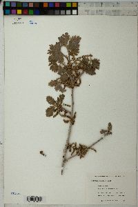 Quercus gambelii image