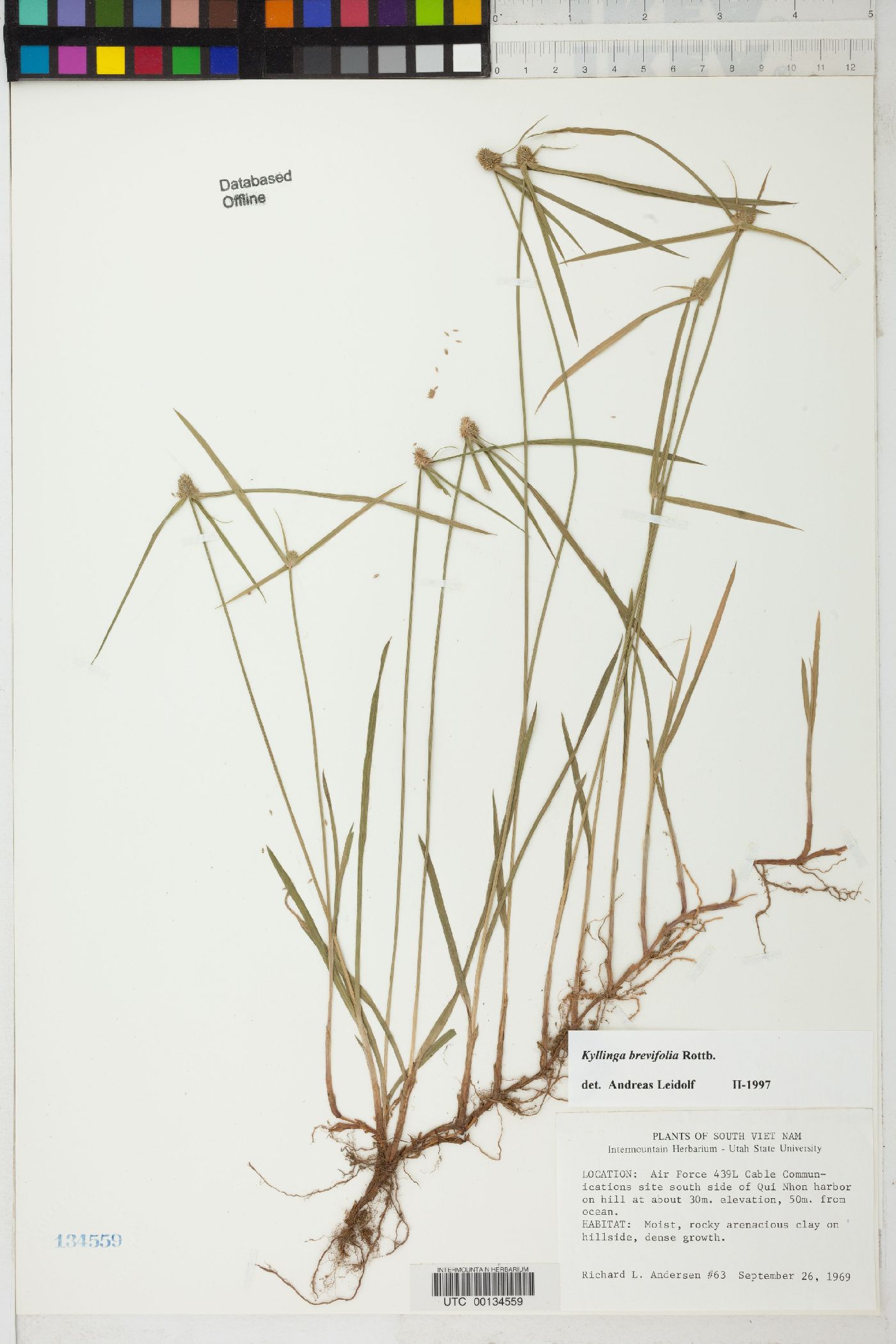 Cyperus aromaticus image