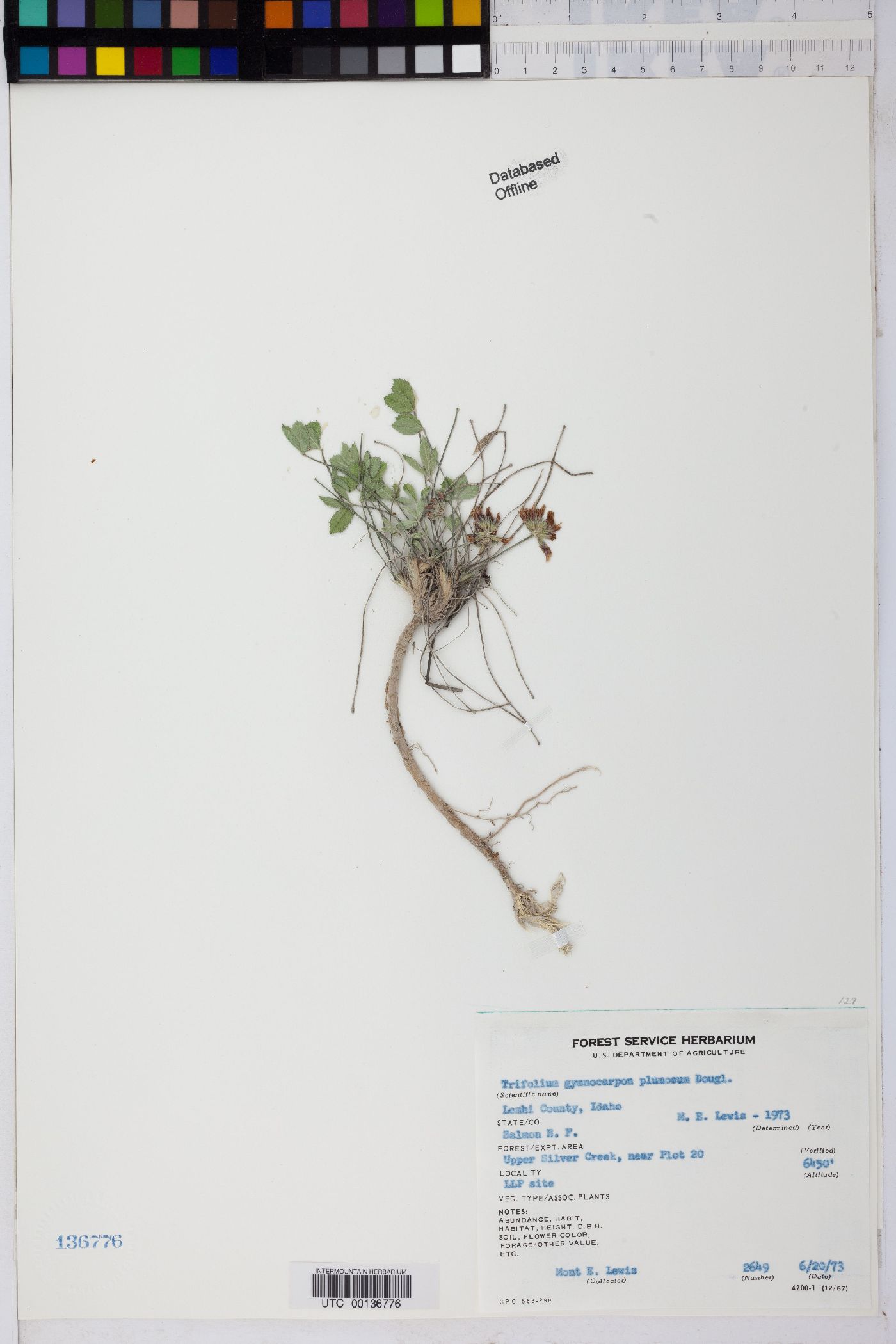 Trifolium affine image