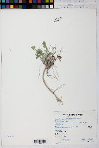 Image of Trifolium affine