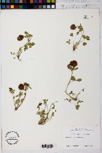 Image of Trifolium badium