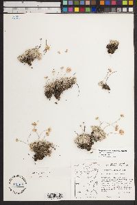 Eriogonum ovalifolium image