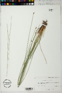 Eleocharis macrostachya image