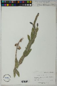 Verbena macdougalii image
