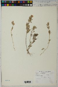 Glandularia bipinnatifida var. ciliata image