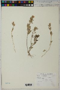 Glandularia bipinnatifida var. ciliata image