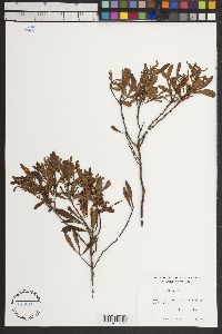 Myrica cerifera image