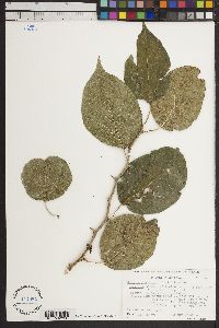 Maclura pomifera image